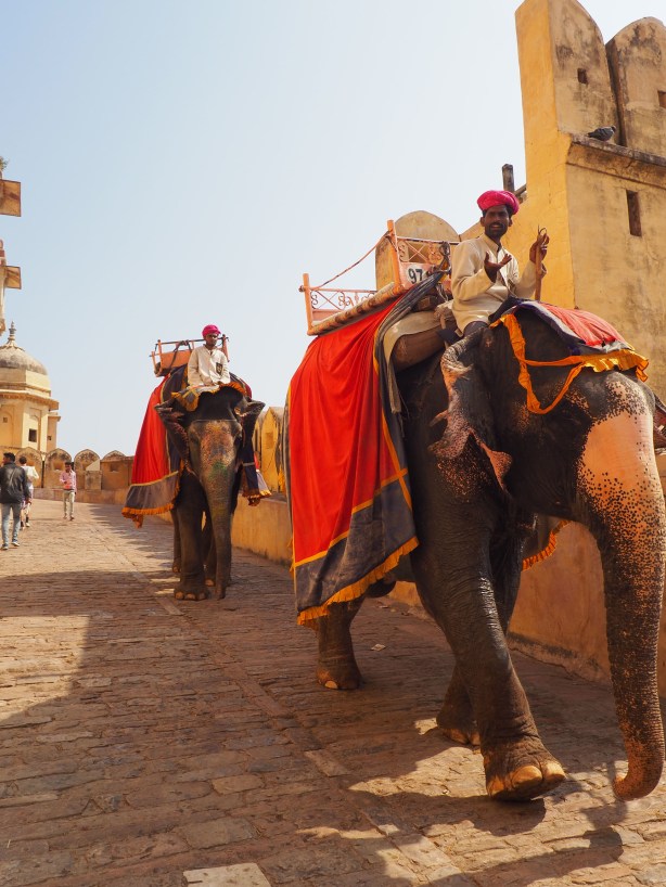 Elephants Jaipur