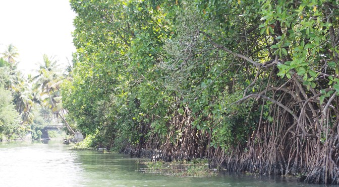 Sacado, les pieds dans l’eau au Kérala