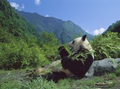 panda-de-chine