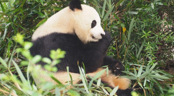 Sacado chez les pandas
