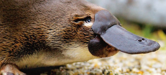 L&rsquo;ornithorynque par Thomas