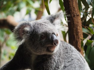 Australie - RoadTrip