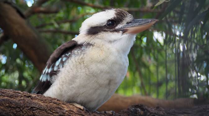 Le kookaburra par Jeanne