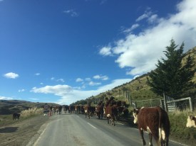 Nouvelle-Zélande Kaikoura