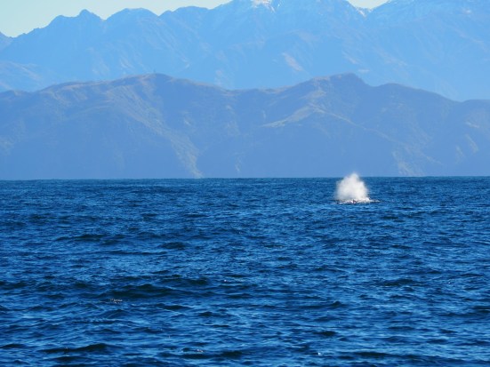 Nouvelle-Zélande Kaikoura