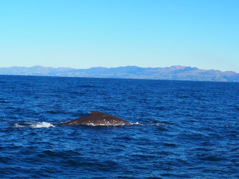 Nouvelle-Zélande Kaikoura