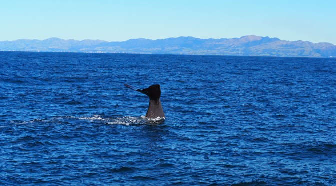 La magie des baleines de Kaikoura