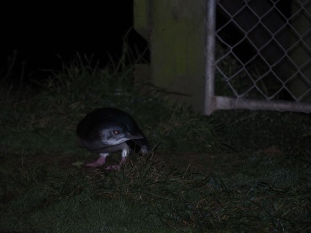 Nouvelle-Zélande Oamaru