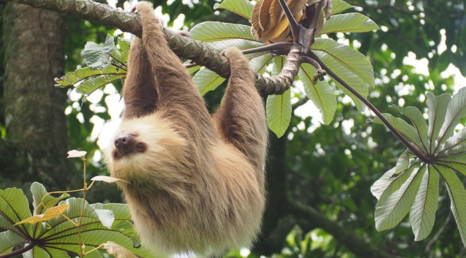 Le Paresseux par Jeanne