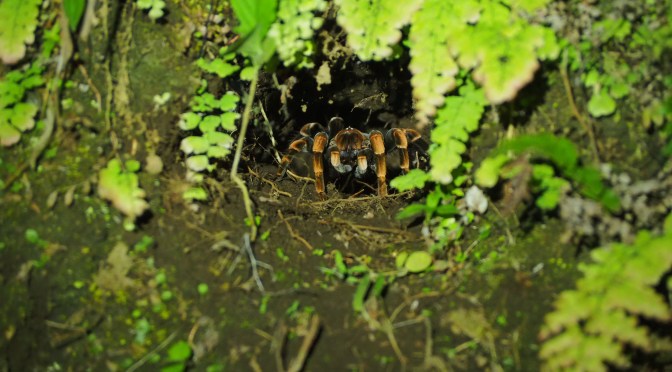 Pura Vida au Costa Rica