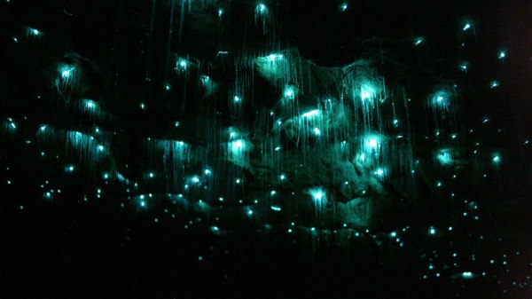 waitomo-glowworm-caves-3