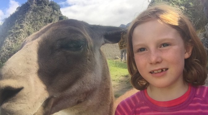 Encore plus de lamas par Jeanne